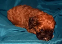 Aimee, a female Cockapoo for sale in Kosciusko, MS – 4 of 9