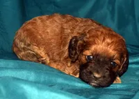 Aimee, a female Cockapoo for sale in Kosciusko, MS – 1 of 9