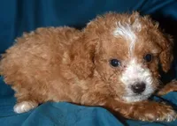 Faris, a male Cavapoo for sale in Kosciusko, MS – Photo 2 of 7