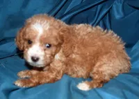 Faris, a male Cavapoo for sale in Kosciusko, MS – Photo 1 of 7