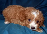 Faris, a male Cavapoo for sale in Kosciusko, MS – Photo 3 of 7