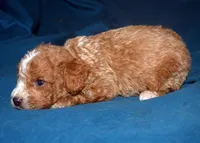 Faris, a male Cavapoo for sale in Kosciusko, MS – Photo 7 of 7