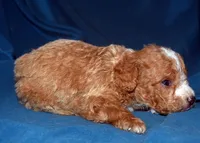 Faris, a male Cavapoo for sale in Kosciusko, MS – Photo 4 of 7
