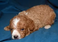 Faris, a male Cavapoo for sale in Kosciusko, MS – Photo 6 of 7