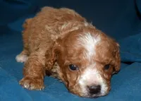 Faris, a male Cavapoo for sale in Kosciusko, MS – Photo 5 of 7