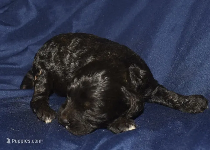 Abbie – Cockapoo puppy for sale in Kosciusko, MS