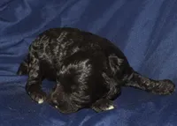 Abbie, a female Cockapoo for sale in Kosciusko, MS – 1 of 6