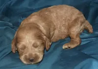 Adam, a male Cockapoo for sale in Kosciusko, MS – 4 of 6