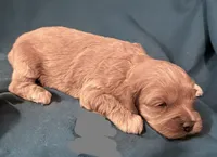 Cassidy, a male Cockapoo for sale in Kosciusko, MS – 2 of 3