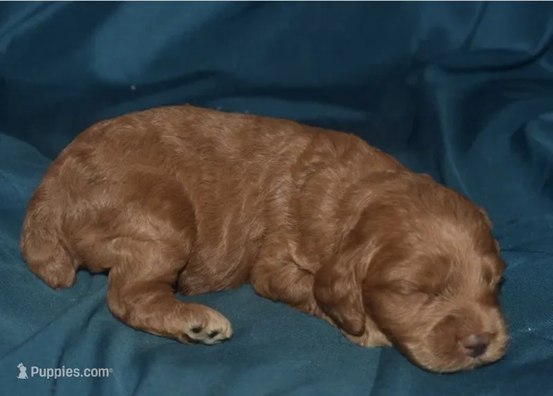 Ajay – Cockapoo puppy for sale in Kosciusko, MS