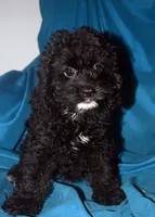 Sara, a female Cockapoo for sale in Kosciusko, MS – Photo 4 of 5