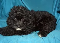 Sara, a female Cockapoo for sale in Kosciusko, MS – Photo 3 of 5
