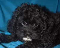 Sara, a female Cockapoo for sale in Kosciusko, MS – Photo 1 of 5