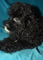 Sara, a female Cockapoo for sale in Kosciusko, MS – Photo 2 of 5