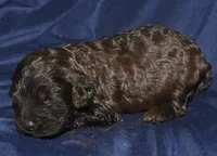 Adelle, a female Cockapoo for sale in Kosciusko, MS – 5 of 6