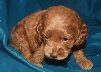 Ajay, a male Cockapoo for sale in Kosciusko, MS – 6 of 9
