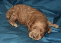 Ajay, a male Cockapoo for sale in Kosciusko, MS – 2 of 6