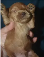 Adam, a male Cockapoo for sale in Kosciusko, MS – 3 of 6
