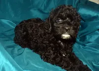 Abbie, a female Cockapoo for sale in Kosciusko, MS – 2 of 10