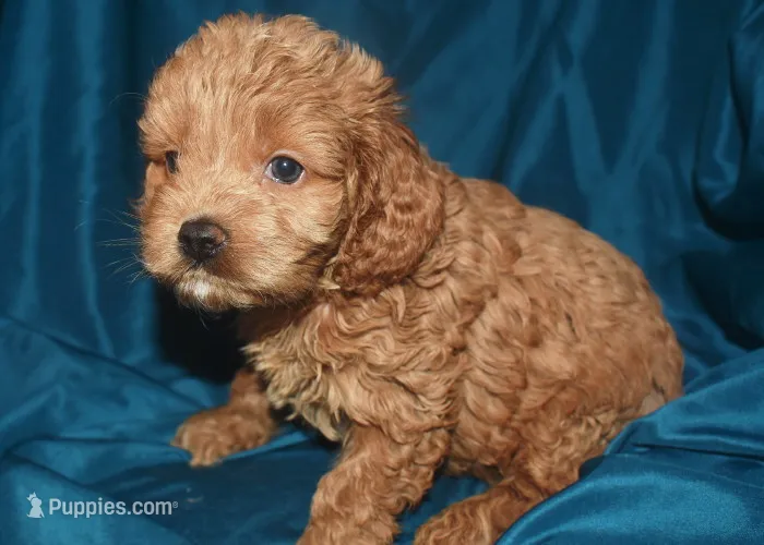 Adam – Cockapoo puppy for sale in Kosciusko, MS