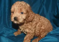 Adam-Reduced, a male Cockapoo for sale in Kosciusko, MS – 1 of 10