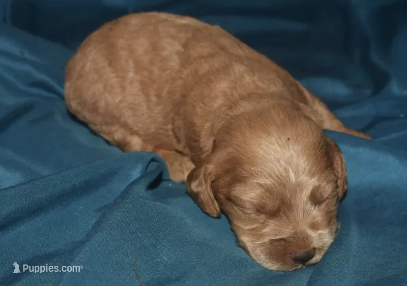 Adam – Cockapoo puppy for sale in Kosciusko, MS