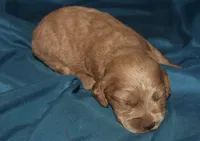 Adam, a male Cockapoo for sale in Kosciusko, MS – 1 of 6