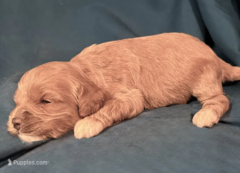 Cassidy – Cockapoo puppy for sale in Kosciusko, MS