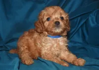 Fabian, a male Cavapoo for sale in Kosciusko, MS – Photo 5 of 10