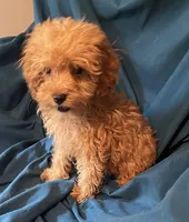 Fabian, a male Cavapoo for sale in Kosciusko, MS – Photo 4 of 10