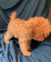 Fabian, a male Cavapoo for sale in Kosciusko, MS – Photo 2 of 10