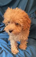 Fabian, a male Cavapoo for sale in Kosciusko, MS – Photo 3 of 10
