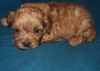 Fabian, a male Cavapoo for sale in Kosciusko, MS – Photo 10 of 10