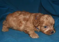Fabian, a male Cavapoo for sale in Kosciusko, MS – Photo 9 of 10