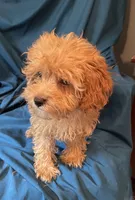 Fabian, a male Cavapoo for sale in Kosciusko, MS – Photo 1 of 10