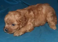 Fabian, a male Cavapoo for sale in Kosciusko, MS – Photo 8 of 10