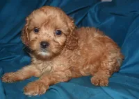 Fabian, a male Cavapoo for sale in Kosciusko, MS – Photo 6 of 10