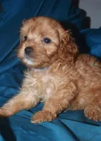 Fabian, a male Cavapoo for sale in Kosciusko, MS – Photo 7 of 10