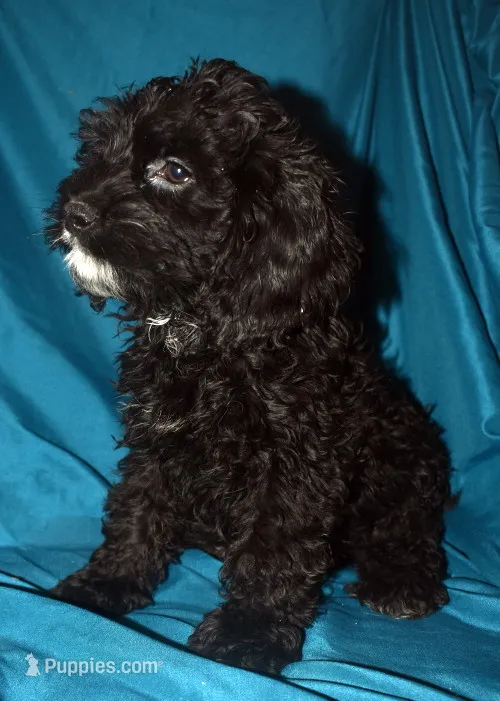 Abbie – Cockapoo puppy for sale in Kosciusko, MS