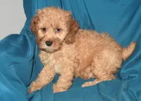 Dallas, a male Cockapoo for sale in Kosciusko, MS – Photo 5 of 10