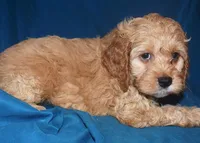 Dallas, a male Cockapoo for sale in Kosciusko, MS – Photo 7 of 10