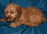 Dallas, a male Cockapoo for sale in Kosciusko, MS – Photo 3 of 10