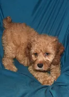 Dallas, a male Cockapoo for sale in Kosciusko, MS – Photo 6 of 10