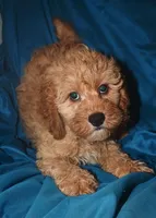 Dallas, a male Cockapoo for sale in Kosciusko, MS – Photo 1 of 10