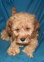 Dallas, a male Cockapoo for sale in Kosciusko, MS – Photo 8 of 10