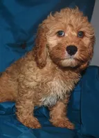 Dallas, a male Cockapoo for sale in Kosciusko, MS – Photo 2 of 10