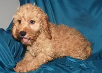 Dallas, a male Cockapoo for sale in Kosciusko, MS – Photo 4 of 10