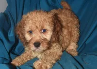 Dallas, a male Cockapoo for sale in Kosciusko, MS – Photo 9 of 10