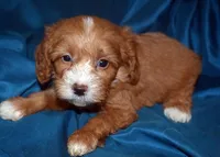 Fergie, a male Cavapoo for sale in Kosciusko, MS – Photo 2 of 6