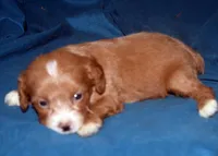 Fergie, a male Cavapoo for sale in Kosciusko, MS – Photo 6 of 6